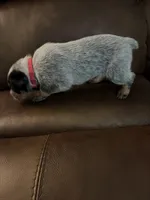 Girl 3, a female Australian Cattle Dog for sale in Beeville, TX – 2 of 3
