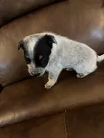Boy 1, a male Australian Cattle Dog for sale in Beeville, TX – 5 of 5