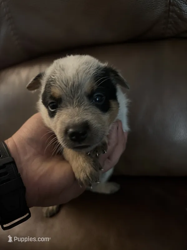 Girl 4 – Australian Cattle Dog puppy for sale in Beeville, TX