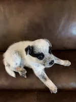 Girl 5, a female Australian Cattle Dog for sale in Beeville, TX – 2 of 4
