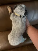 Boy 2, a male Australian Cattle Dog for sale in Beeville, TX – 2 of 3