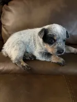 Boy 1 , a male Australian Cattle Dog for sale in Beeville, TX – 2 of 3