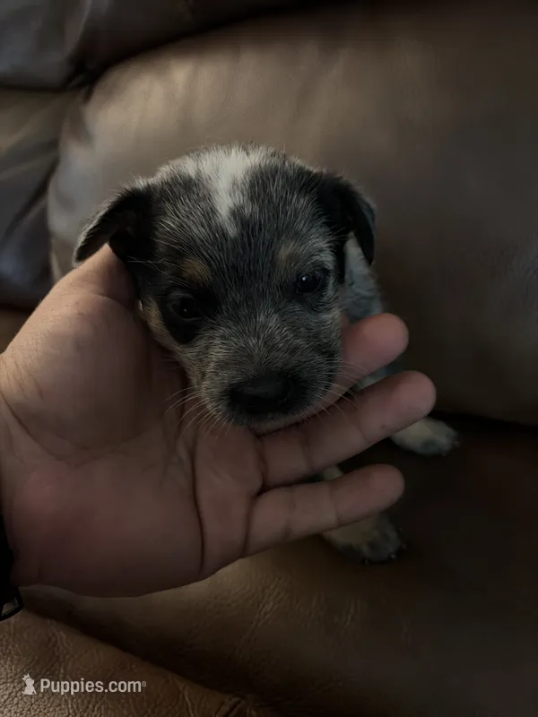 Girl 1 – Australian Cattle Dog puppy for sale in Beeville, TX