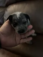 Girl 1, a female Australian Cattle Dog for sale in Beeville, TX – 1 of 3