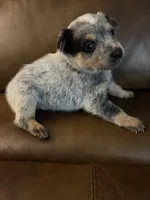 Boy 2, a male Australian Cattle Dog for sale in Beeville, TX – 3 of 3