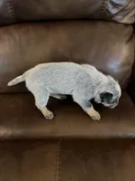 Girl 4, a female Australian Cattle Dog for sale in Beeville, TX – 2 of 4