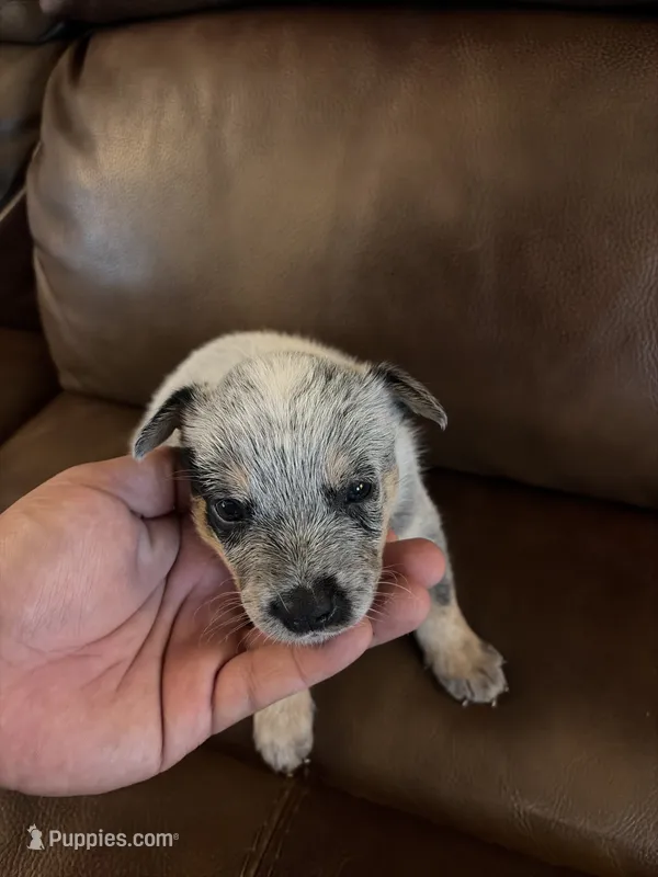 Girl 4 – Australian Cattle Dog puppy for sale in Beeville, TX