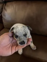Girl 4, a female Australian Cattle Dog for sale in Beeville, TX – 1 of 4