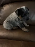 Girl 1, a female Australian Cattle Dog for sale in Beeville, TX – 2 of 3
