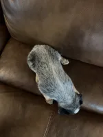 Girl 6, a female Australian Cattle Dog for sale in Beeville, TX – 2 of 4