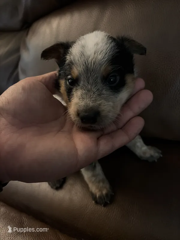 Boy 3 – Australian Cattle Dog puppy for sale in Beeville, TX