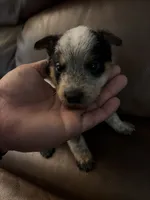 Boy 3, a male Australian Cattle Dog for sale in Beeville, TX – 1 of 3
