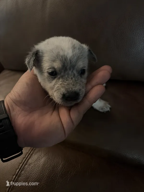 Girl 5 – Australian Cattle Dog puppy for sale in Beeville, TX