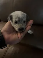 Girl 5, a female Australian Cattle Dog for sale in Beeville, TX – 1 of 3