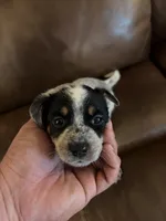 Girl 1, a female Australian Cattle Dog for sale in Beeville, TX – 1 of 3