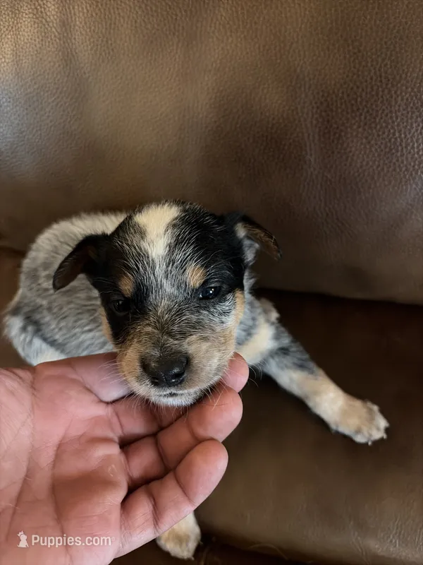 Girl 6 – Australian Cattle Dog puppy for sale in Beeville, TX