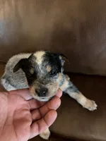 Girl 6, a female Australian Cattle Dog for sale in Beeville, TX – 1 of 4