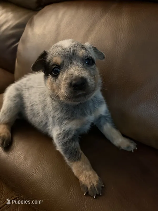 Boy 2 – Australian Cattle Dog puppy for sale in Beeville, TX