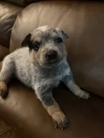 Boy 2, a male Australian Cattle Dog for sale in Beeville, TX – 1 of 3