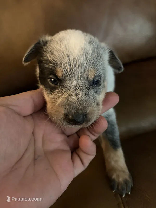 Boy 1  – Australian Cattle Dog puppy for sale in Beeville, TX