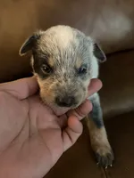 Boy 1 , a male Australian Cattle Dog for sale in Beeville, TX – 1 of 3