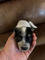 Boy 1, a male Australian Cattle Dog for sale in Beeville, TX – 1 of 5