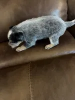 Girl 6, a female Australian Cattle Dog for sale in Beeville, TX – 4 of 4