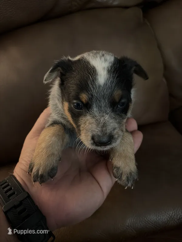 Girl 3 – Australian Cattle Dog puppy for sale in Beeville, TX