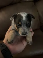 Girl 3, a female Australian Cattle Dog for sale in Beeville, TX – 1 of 3