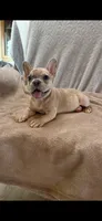 Jake, a male French Bulldog for sale in Black Creek, WI – 3 of 3