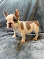Teddy , a male French Bulldog for sale in Black Creek, WI – 2 of 2