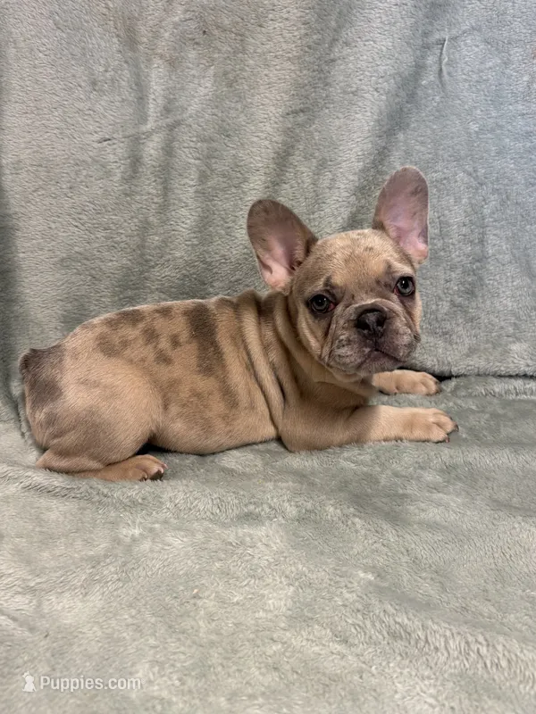 Baby – French Bulldog puppy for sale in Black Creek, WI
