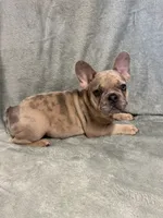 Clyde, a male French Bulldog for sale in Black Creek, WI – 1 of 2