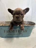 Jimmy, a male French Bulldog for sale in Black Creek, WI – Photo 2 of 2