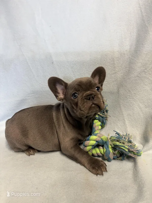 Jimmy – French Bulldog puppy for sale in Black Creek, WI