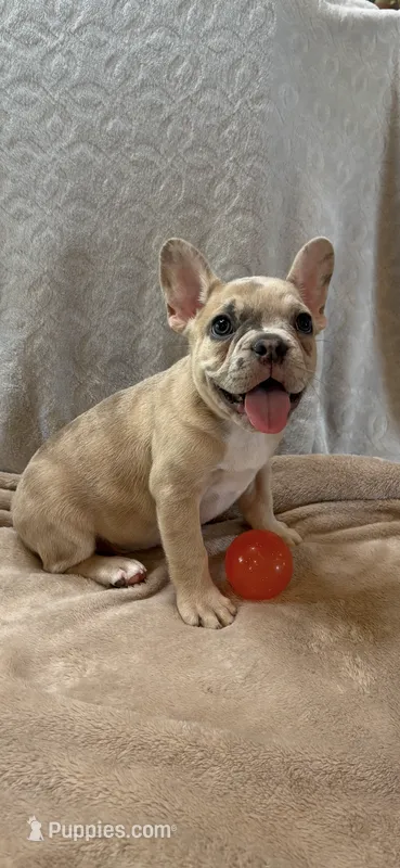Jake – French Bulldog puppy for sale in Black Creek, WI