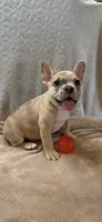 Jake, a male French Bulldog for sale in Black Creek, WI – 1 of 3