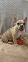 Jake, a male French Bulldog for sale in Black Creek, WI – 2 of 3