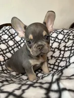 Buddy, a male French Bulldog for sale in Black Creek, WI – 2 of 2