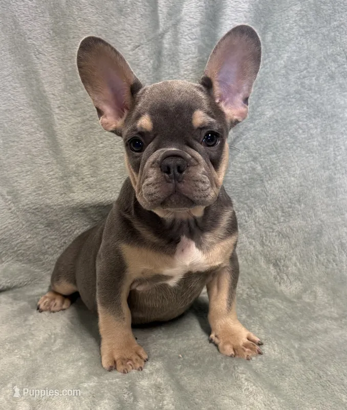 Buddy – French Bulldog puppy for sale in Black Creek, WI