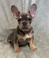 Buddy, a male French Bulldog for sale in Black Creek, WI – 1 of 2