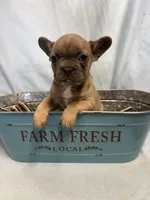Jersey , a female French Bulldog for sale in Black Creek, WI – Photo 1 of 2