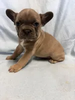 Jersey , a female French Bulldog for sale in Black Creek, WI – Photo 2 of 2