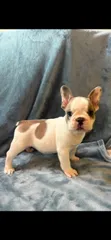 Teddy  – French Bulldog puppy for sale in Black Creek, WI