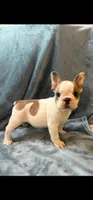 Teddy , a male French Bulldog for sale in Black Creek, WI – 1 of 2
