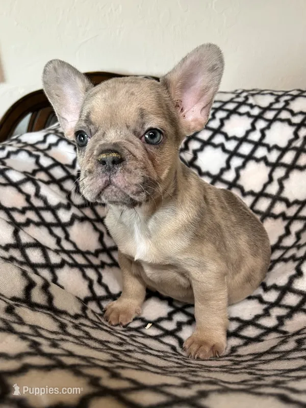 Baby – French Bulldog puppy for sale in Black Creek, WI