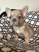 Baby, a female French Bulldog for sale in Black Creek, WI – 1 of 1
