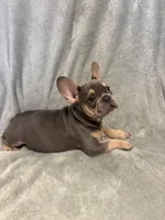 Buddy, a male French Bulldog for sale in Black Creek, WI – 2 of 2