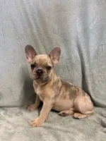 Clyde, a male French Bulldog for sale in Black Creek, WI – 2 of 2