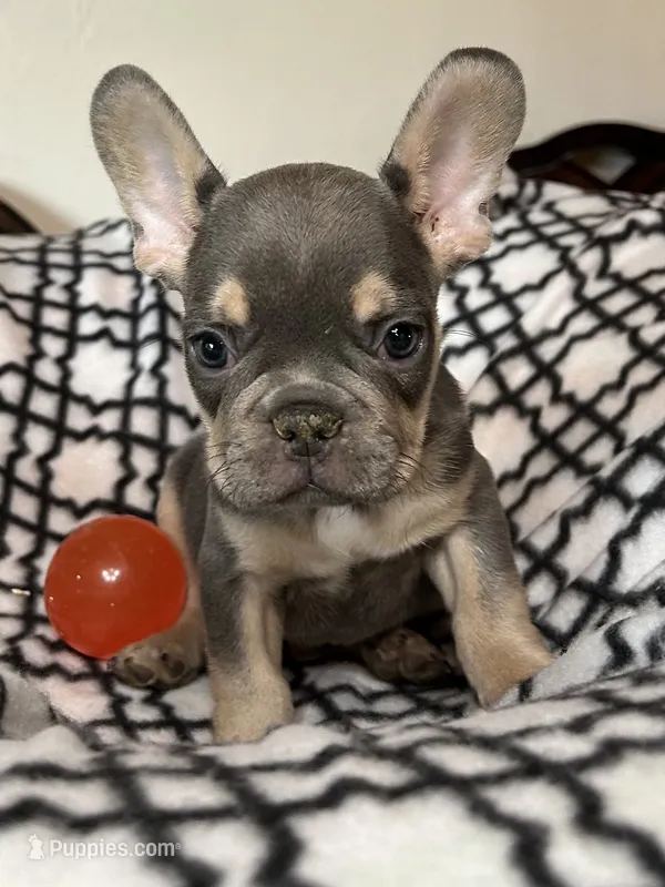 Buddy – French Bulldog puppy for sale in Black Creek, WI